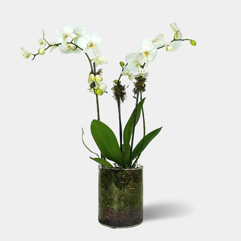 White Orchid Bouquet